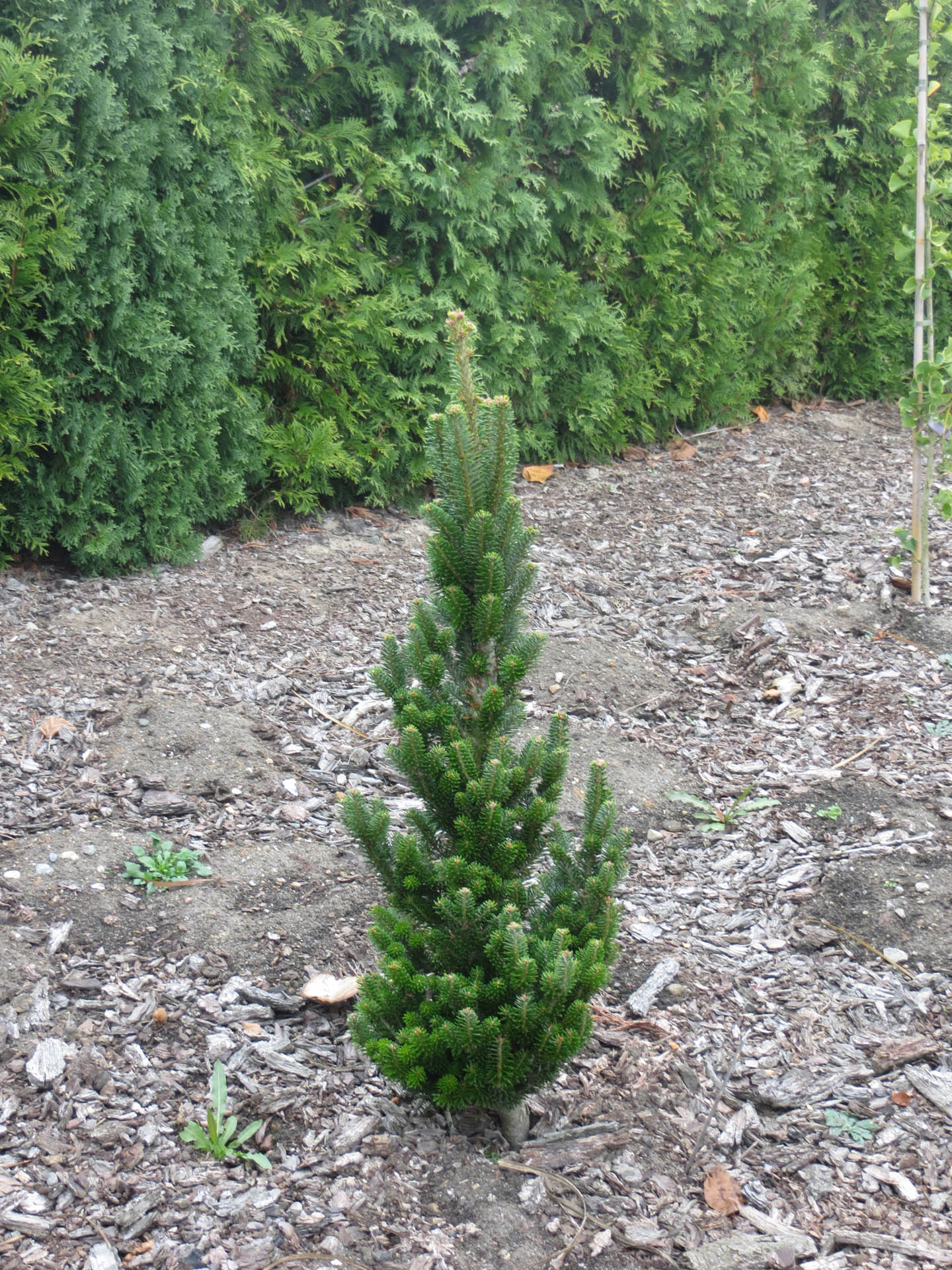 Abies koreana 